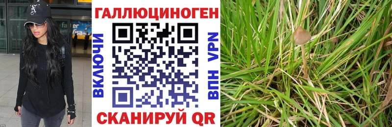 что такое   Красноуральск  Галлюциногенные грибы Psilocybine cubensis 